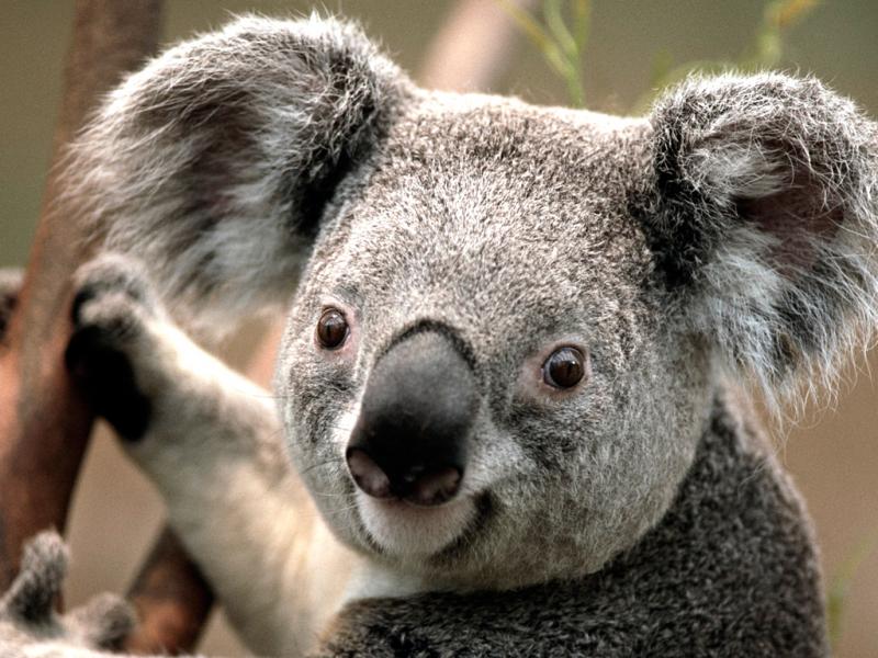 koala-puzzle-a puzzle