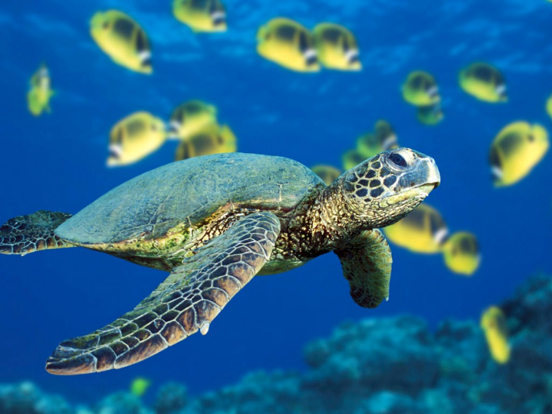 Tahle želva si pokojně plave oceánem puzzle