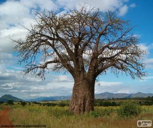 Puzle Africké Baobaby