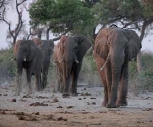 Puzle Africké slony