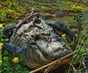 Puzle Americký aligátor, jeden z největších krokodýlů v Americe, chráněný druh v USA