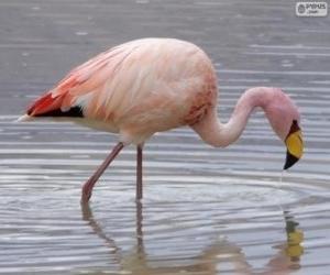 Puzle Andské Flamingo
