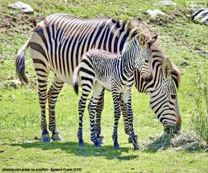Puzle Baby Zebra a její matka