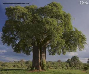 Puzle Baobab