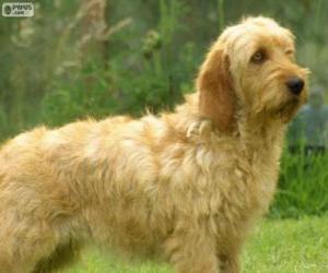 Puzle Basset Fauve de Bretagne