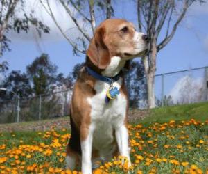 Puzle Beagle