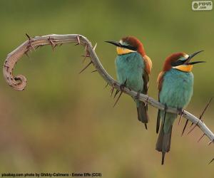 Puzle Bee-eater si Böhm