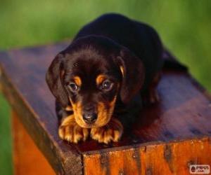 Puzle Black and Tan Coonhound štěně