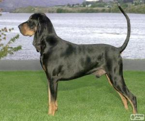 Puzle Black and Tan Coonhound