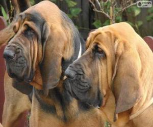 Puzle Bloodhound