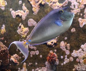 Puzle Bluespine unicornfish