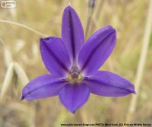 Puzle Brodiaea filifolia