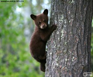 Puzle Brown bear cub vyšplhá na strom