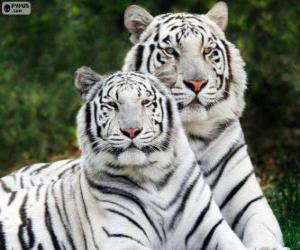 Puzle Bílá bengálských tygrů