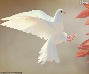 Puzle Bílá holubice