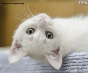 Puzle Bílá kočičí tvář