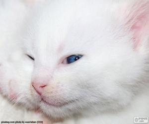 Puzle Bílá kočka tvář