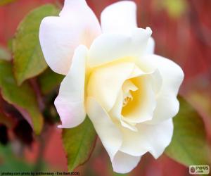 Puzle Bílá růže