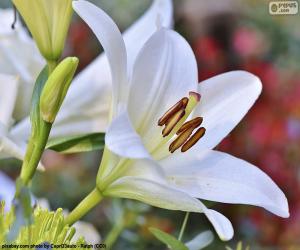 Puzle Bílé asijské lilie