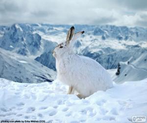 Puzle Bílý králík na sněhu