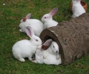 Puzle Bílý králík skupiny