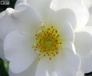 Puzle Bílý květ