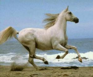 Puzle Bílý kůň cvalu na pláži