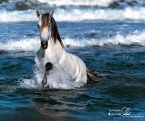 Puzle Bílý kůň v moři