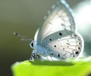 Puzle Bílý motýl