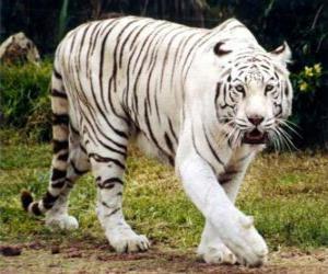 Puzle Bílý tygr