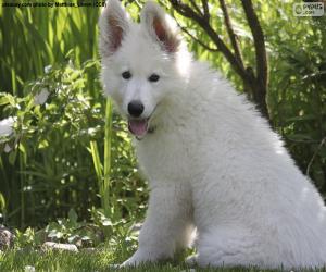 Puzle Bílý švýcarský ovčák pes štěně