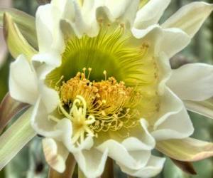 Puzle Cactus Flower