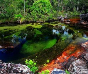 Puzle Caño Cristales, Kolumbie