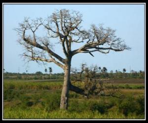 Puzle Ceiba