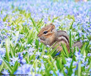 Puzle Chipmunk