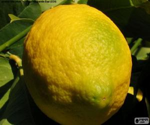 Puzle Citron