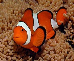 Puzle Clownfish