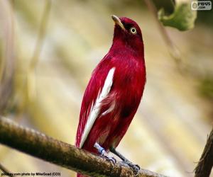 Puzle Cotinga pompadour mužské