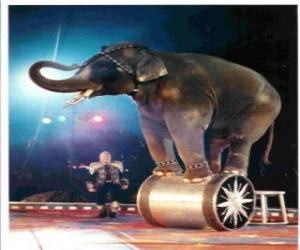 Puzle Cvičil se slon jednají v cirkusu chůzi na válec
