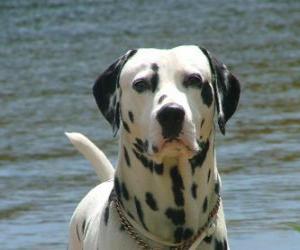 Puzle Dalmatským pes s kůží na které se vztahuje na místa,