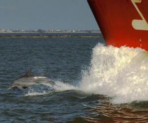 Puzle delfín plavání a skákání v přední části lodi