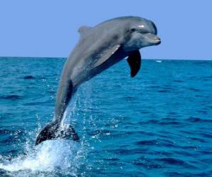 Puzle Delfín