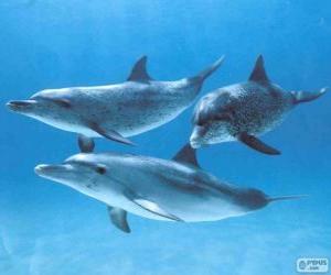 Puzle Delfíni koupání v mořské dno