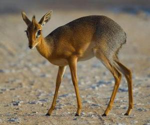 Puzle Dik-dik