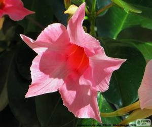 Puzle Dipladenia růžový květ