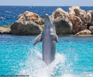 Puzle Dolphin dělá trik