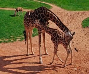 Puzle Dospělé žirafa a mládě žirafy