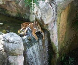Puzle Dospělý tygr odpočívá v potoce