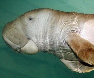 Puzle Dugong indický je býložravý sirenian jíst řasy na pobřeží Indického oceánu