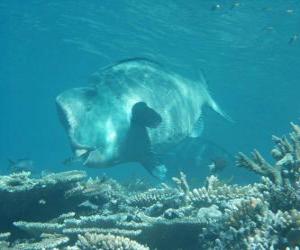 Puzle Dugong